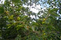 Rundgang auf der Rosenvale-Farm bei Cambridge (Khaki-Baum)