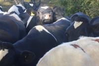 Rundgang auf der Pricy-Farm