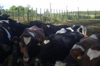 Rundgang auf der Pricy-Farm