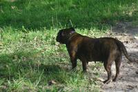 Rundgang auf der Pricy-Farm (Hund der Familie Pricy)