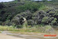 Te Paki Stream in der Nähe des Ninety Mile Beach