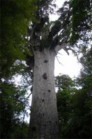 Tane Mahuta (Herr des Waldes) - Kauribaum