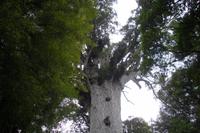 Tane Mahuta (Herr des Waldes) - Kauribaum