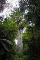 Tane Mahuta (Herr des Waldes) - Kauribaum