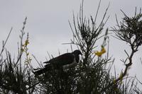 Wood Pigeon (Waldtaube)