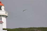 Albatross am Taiaroa Head