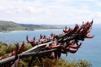 New Zealand Flax