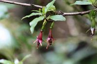 Neuseeländische Baumfuchsie