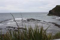 versteinerter Wald in der Curio Bay