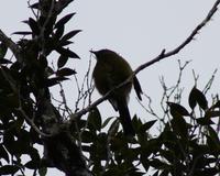 Bellbird (Glockenvogel)