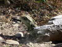 Tuatara