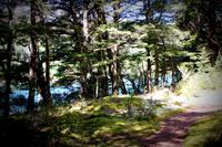 Kepler Track, Südbuchen-Wald
