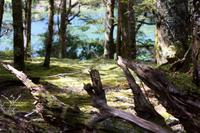 Kepler Track, Südbuchen-Wald