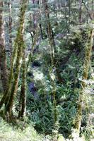Kepler Track, Südbuchen-Wald