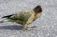 Kea (Bergpapagei)