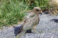 Kea (Bergpapagei)