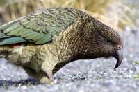 Kea (Bergpapagei)