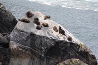 Seals im Milford Sound
