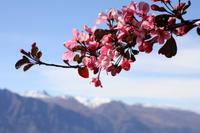 Blütenzauber am Bobs Peak