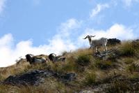 Wanderung zum Ben Lomond