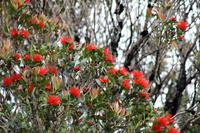 Southern Rata
