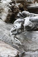 Elefanten in Neuseeland? ;-)