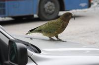 Kea (Bergpapagei)