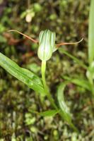 Greenhood (Orchidee)