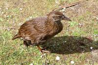 Weka