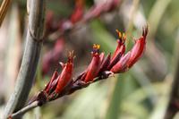 New Zealand Flax