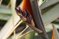 New Zealand Flax
