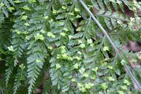 Hen and Chicken Farn