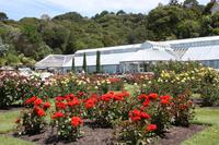 Rosengarten Wellington