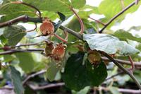 Kiwi Frucht