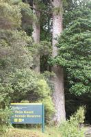 Twin Kauri