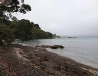 Tiritiri Matangi