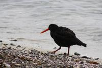Oystercatcher (Austernfischer)