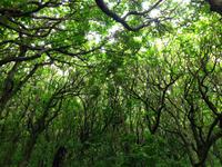 Regenwald auf Tiritiri Matangi