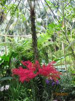 IMG_2265 Zu Besuch im Botanischen Garten von Singapur