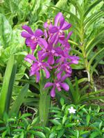IMG_2267 Zu Besuch im Botanischen Garten von Singapur