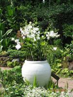 IMG_2268 Zu Besuch im Botanischen Garten von Singapur