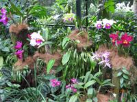 IMG_2273 Besuch im Botanischen Garten von Singapur