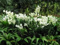 IMG_2278 Besuch im Botanischen Garten von Singapur