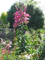 IMG_2284 Zu Besuch im Botanischen Garten von Christchurch
