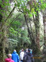 IMG_2324 Auf Buschwanderung in Fox