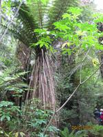 IMG_2325 Auf Buschwanderung in Fox