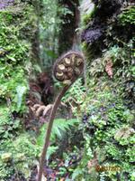 IMG_2327 Auf Buschwanderung in Fox