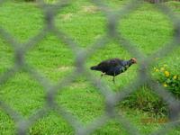 IMG_2423 Zu Besuch im Vogelreservat von Te Anau