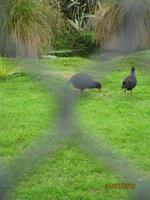 IMG_2424 Zu Besuch im Vogelreservat von Te Anau