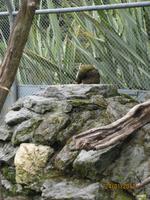 IMG_2425 Zu Besuch im Vogelreservat von Te Anau